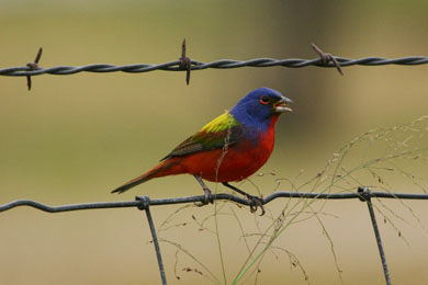 Indigo Bunting